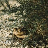 Pflanze, Amphibie, Tier, Kröte, Wildtiere