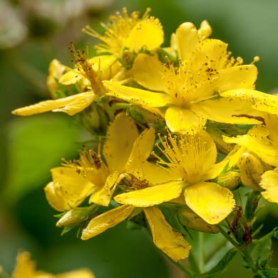 Johanniskraut - Hypericum perforatum L.