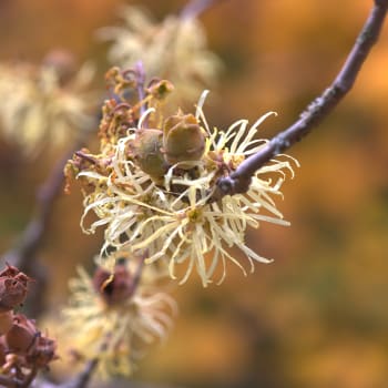 Zaubernuss - Hamamelis virginiana