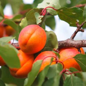 Apricot - prunus-armeniaca-l