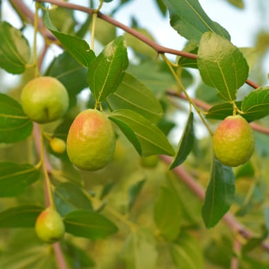 Jojoba - Simmondsia chinensis