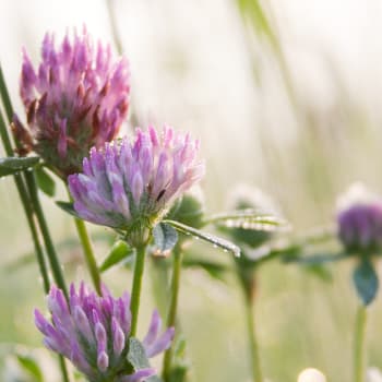 Rotklee - Trifolium pratense L.