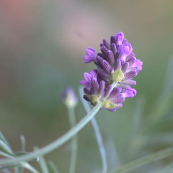 Lavendel - Lavandula angustifolia Mill.