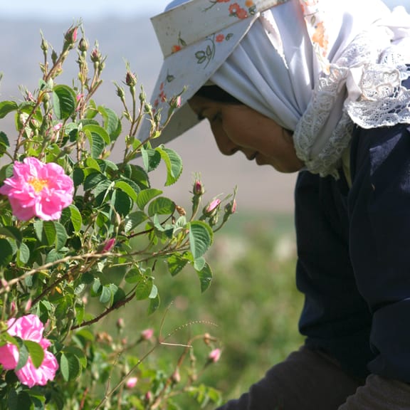 Hat, Flower, Geranium, Person, Woman
