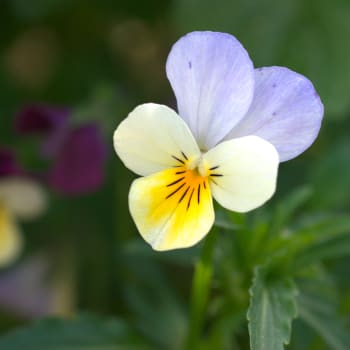 Stiefmütterchen - Viola tricolor L.