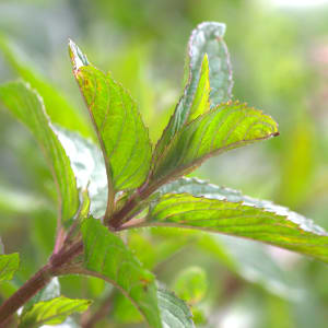 Pfefferminze - Mentha piperita L.