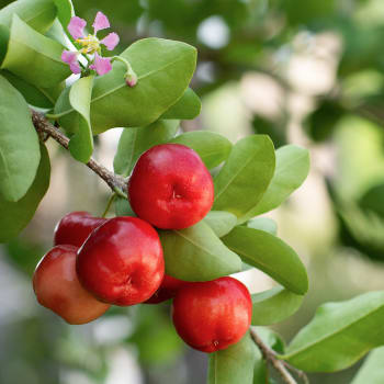 Acerola - Malpighia punicifolia L.