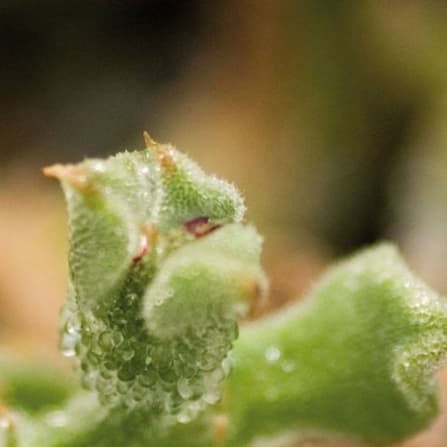Daisy, Flower, Petal, Pollen, Grass