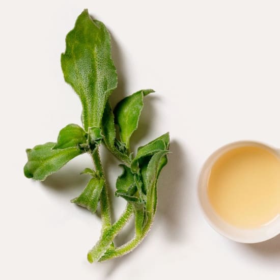 Mittagsblume (Mesembryanthemum crystallinum) grüne Blätter mit hellgelbem Extrakt