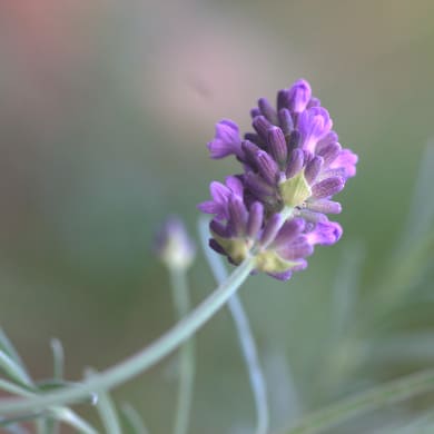 Lavendel - Lavandula angustifolia Mill.