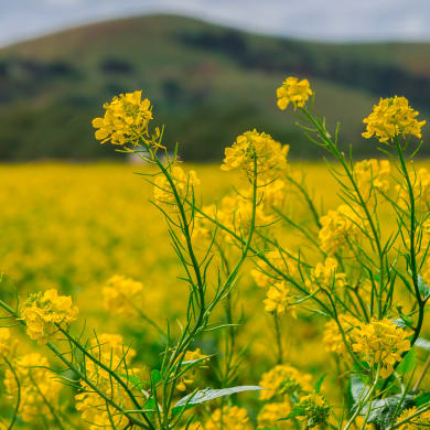 Mustard - Brassica nigra L.