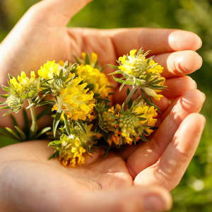 Wundklee Ernte - Hände