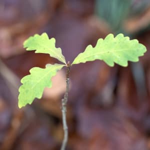 Oak - Quercus robur L.