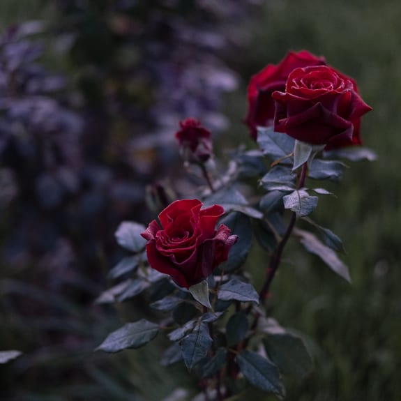 Blume, Pflanze, Rose