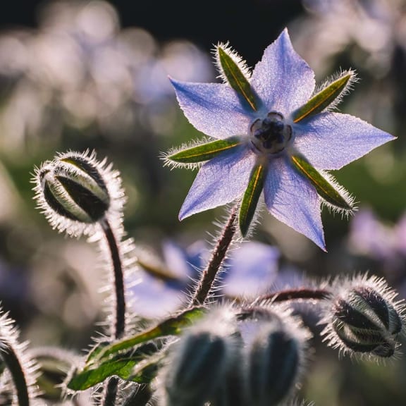 Medicinal herb garden experience