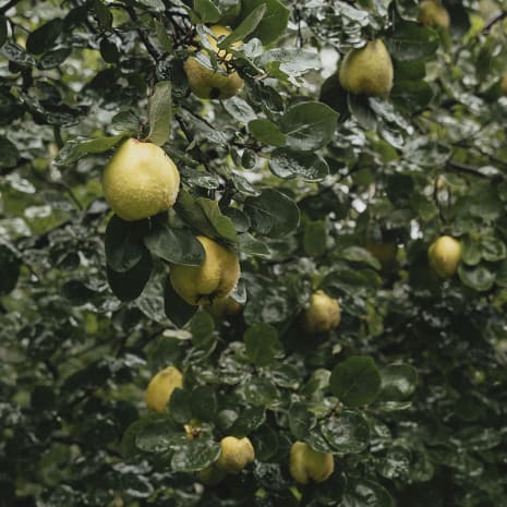 Essen, Obst, Pflanze, Produzieren, Birne