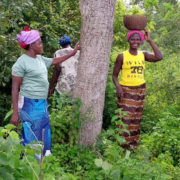 Herbal, Vegetation, Summer, Jungle, Tree
