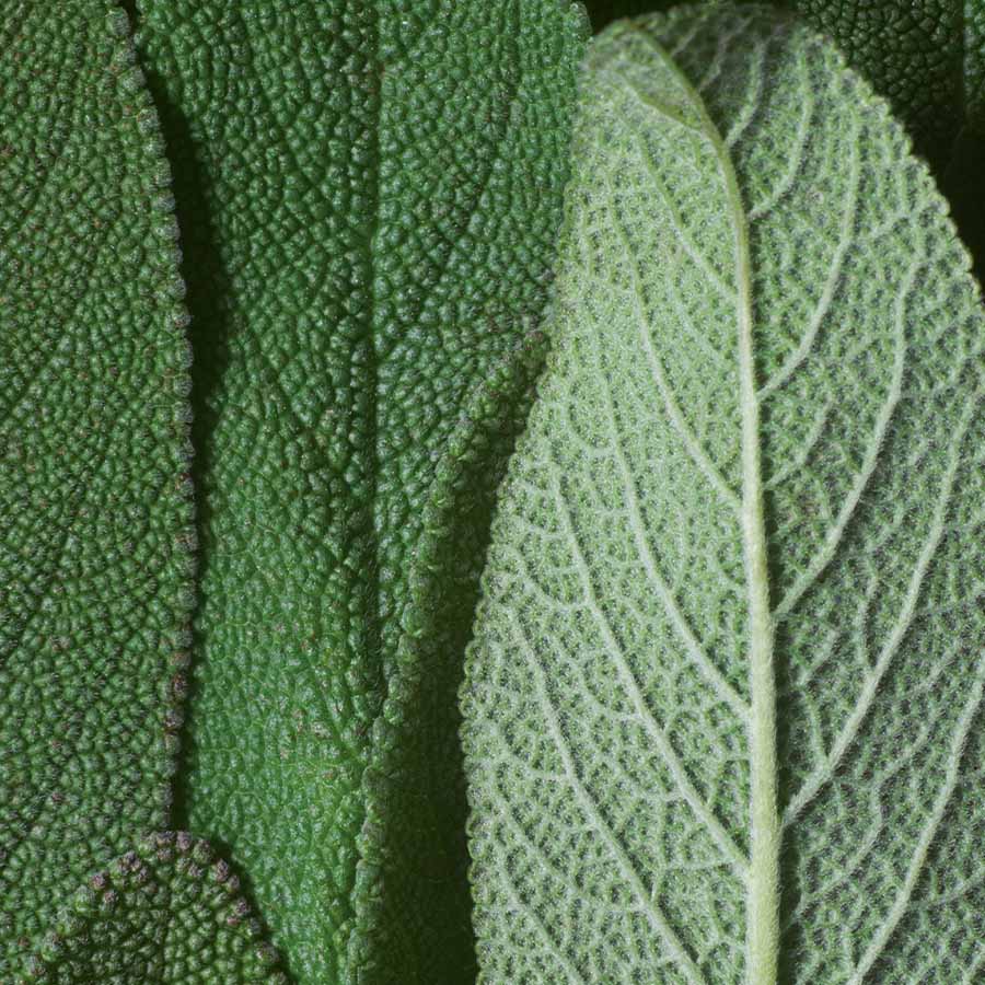 Sage - Salvia officinalis Sage - Salvia officinalis