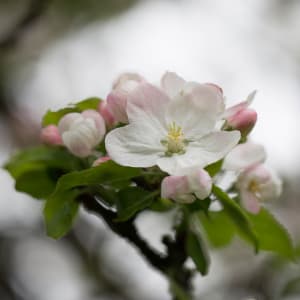 Apfel - Malus domestica Borkh.