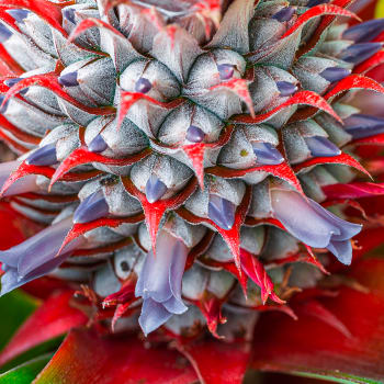 Ananas - Ananas comosus (L.) Merr., Ananas sativus L.