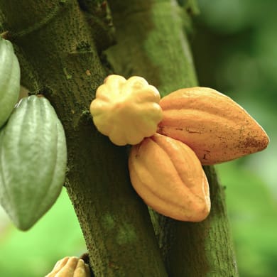 Kakao - Theobroma cacao L.