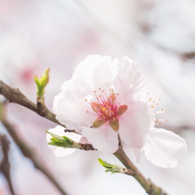 Mandelbaum - Prunus dulcis (Mill.)