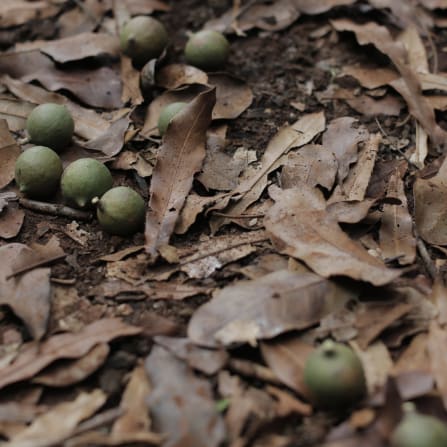 Essen, Nuss, Produzieren, Getreide, Samen