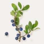 Beere, Blaubeere, Obst, Pflanze, Produzieren