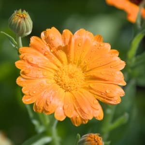 Ringelblume - Calendula officinalis L.