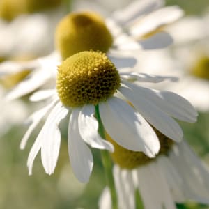 Kamille - Chamomilla recutita L.