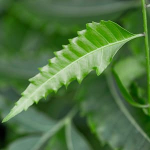 Neem - Azadirachta indica