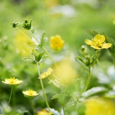 Blutwurz - Potentilla officinalis