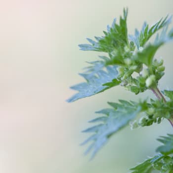 Brennnessel - Urtica urens L.