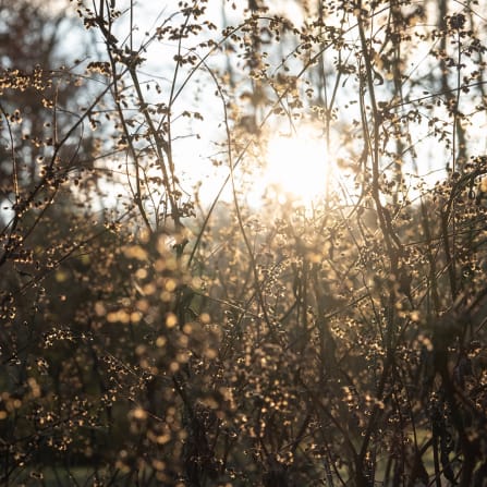 Aufflackern, Licht, Sonnenlicht, Vegetation, Himmel