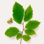 Blatt, Pflanze, Kräuterisch, Essen, Produzieren