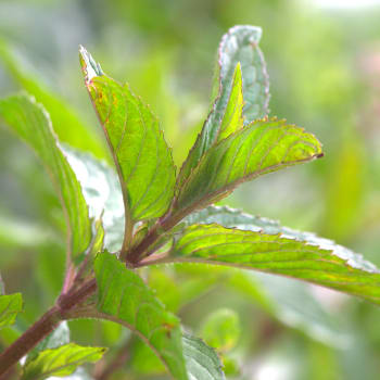 Pfefferminze - Mentha piperita L.