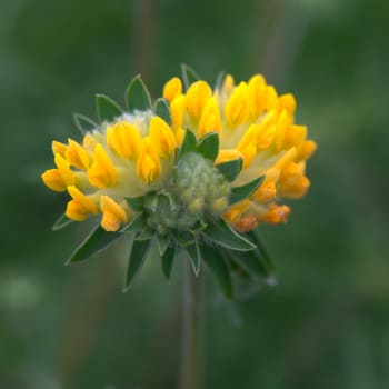 Wundklee - Anthyllis vulneraria L.