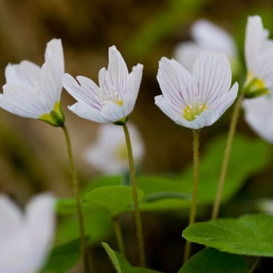Wood Sorrel - Oxalis acetosella L.