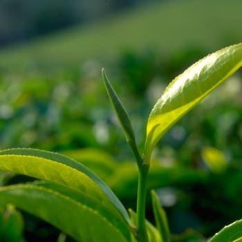 Schwarzer Tee - Camellia sinensis (L.) O. Kuntze