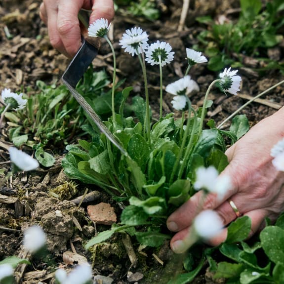 Garten, Natur, Draußen