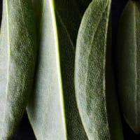 Kidney Vetch - Anthyllis vulneraria