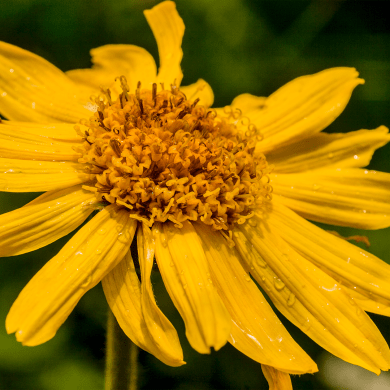 Arnika - Arnica montana L.