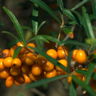 Sanddorn - Hippophae rhamnoides L.