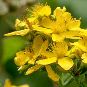 St. John's Wort - Hypericum perforatum L.