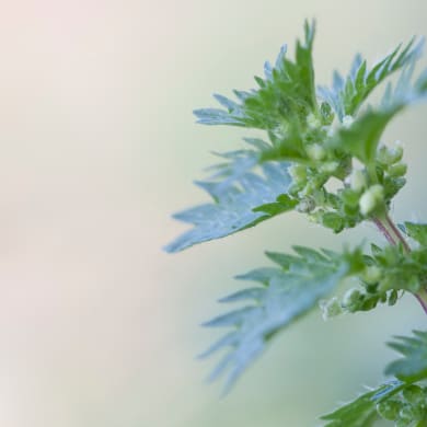 Brennnessel - Urtica urens L.