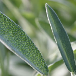 Salbei - Salvia officinalis L.