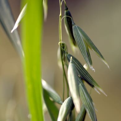 Hafer - Avena sativa L.