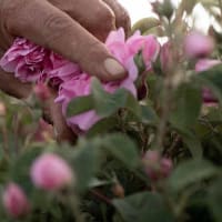 Damaszener Rose - Rosa damascena - Ernte