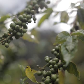 Macadamia - Macadamia integrifolia