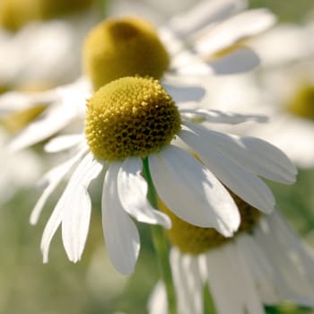 Kamille - Chamomilla recutita L.